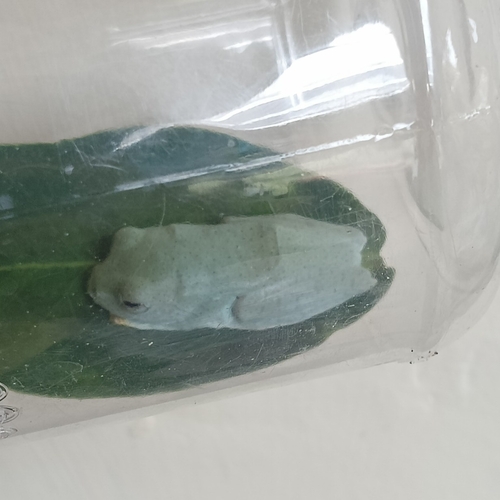 Rhacophorus reinwardtii, 2026-05-08