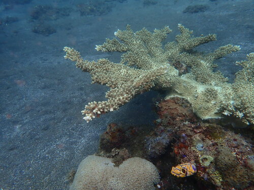 Acropora florida observed 2026-06-16