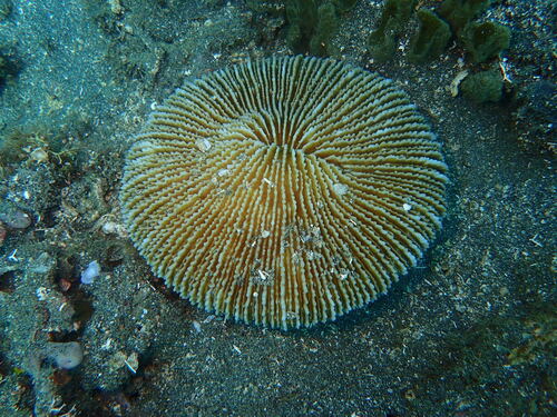 Danafungia scruposa observed 2026-06-16