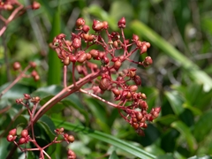 Staphylea japonica, photograph (c) angryphyco, some rights reserved (CC BY)