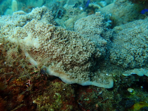 Oxypora lacera observed 2026-06-16