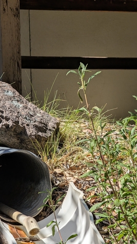 iNaturalist observation photo of Western Whiptail