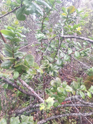 Santalum paniculatum observed 2026-06-23