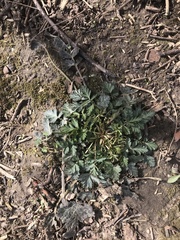 Geum vernum