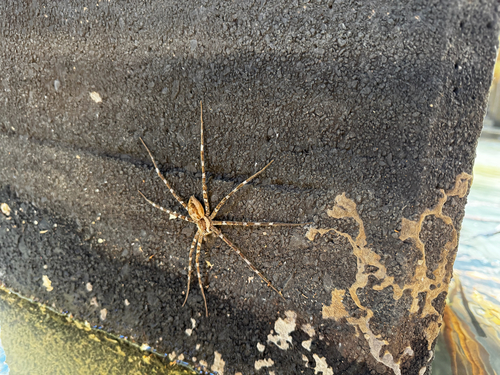 Giant water spider