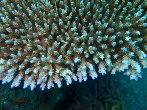 Acropora latistella observed 2026-06-16