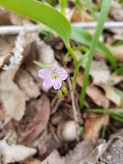 Claytonia virginica