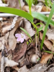 Claytonia virginica