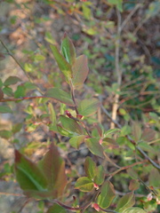 Vaccinium hirtum hirtum