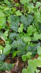Hedera