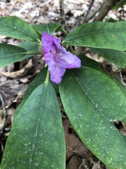 Rhododendron catawbiense