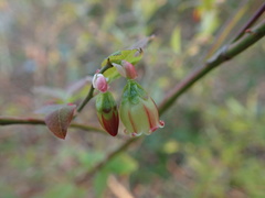 Vaccinium hirtum hirtum