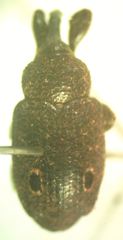 Heilus caecus