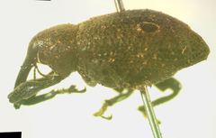 Heilus caecus