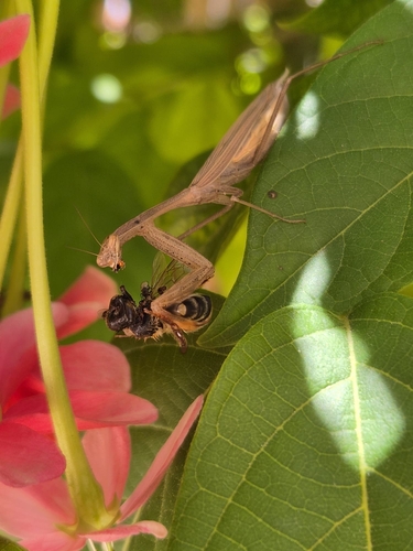 Egyptian Praying Mantis