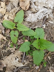 Magnoliopsida