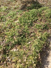 Diphasiastrum complanatum