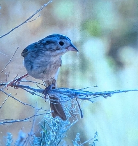 Brewer's Sparrow