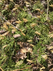 Diphasiastrum complanatum