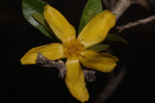 Hugonia mystax (Hugonia mystax)