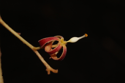 Hildegardia populifolia