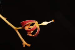 Hildegardia populifolia, photograph author not stated, no rights reserved