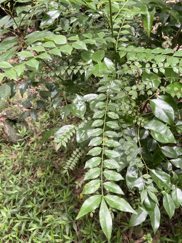 Zanthoxylum scandens
