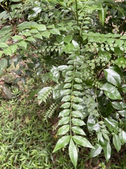 Zanthoxylum scandens