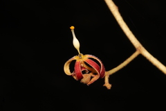 Hildegardia populifolia, photograph author not stated, no rights reserved