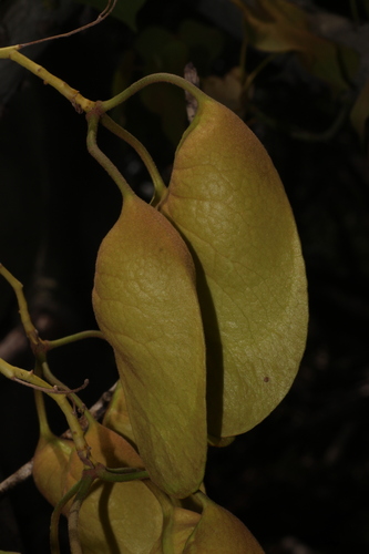 Hildegardia populifolia, photograph 3