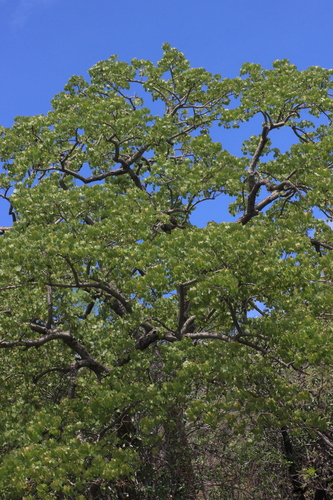 Hildegardia populifolia, photograph 5