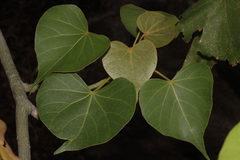 Hildegardia populifolia, photograph author not stated, no rights reserved