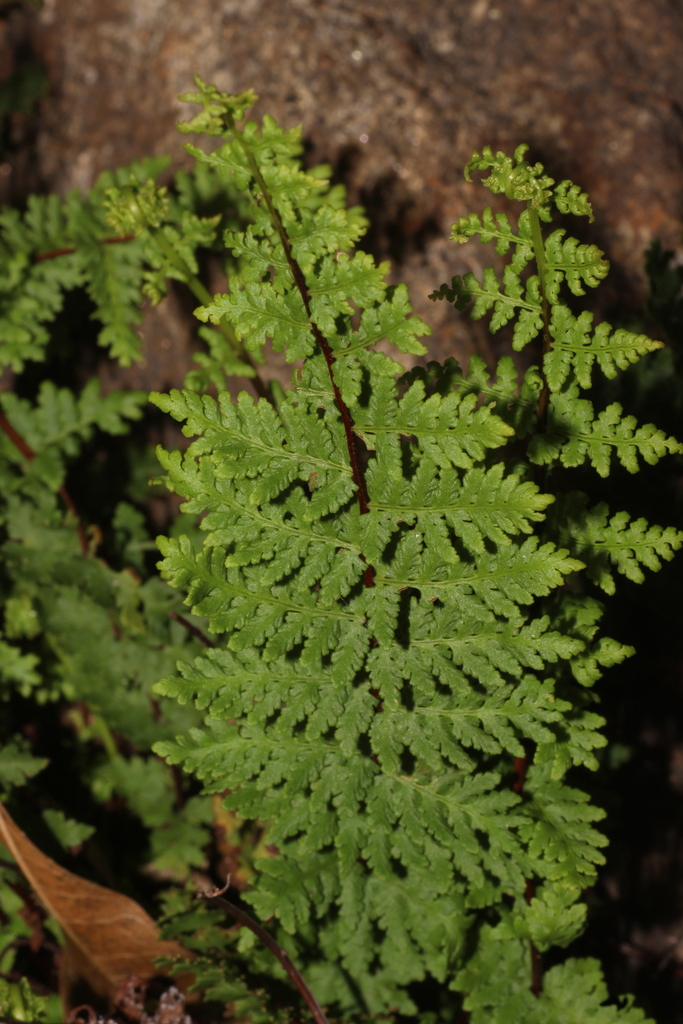 Oeosporangium elegans (Oeosporangium elegans)
