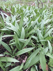 Allium burdickii