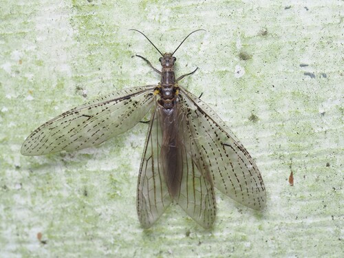 Spring fishfly