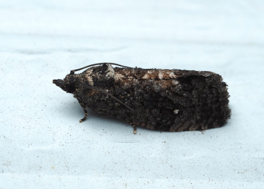 Dotted Gymnandrosoma Moth