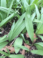Allium burdickii
