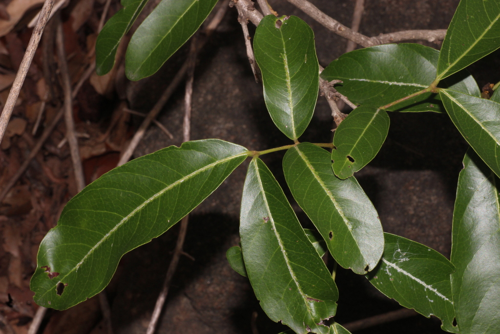 Lepisanthes tetraphylla; photograph author not stated, no rights reserved