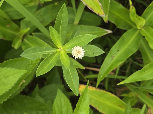 Alligatorweed