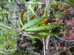 Rhododendron groenlandicum