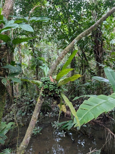 Asplenium serratum, photograph 4