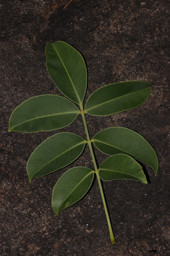 Spondias pinnata observed 2026-06-23