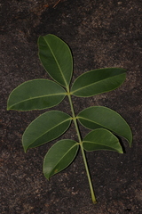 Spondias pinnata
