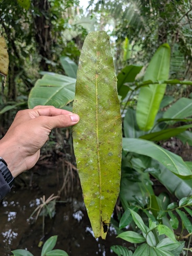 Asplenium serratum, photograph 2
