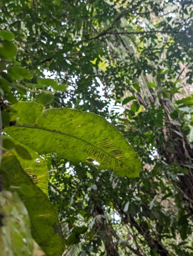 Asplenium serratum, photograph 3