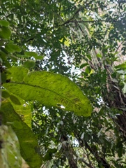 (c) Yuri Sofronov, some rights reserved (CC BY) Asplenium serratum, photograph (c) Yuri Sofronov, some rights reserved (CC BY)