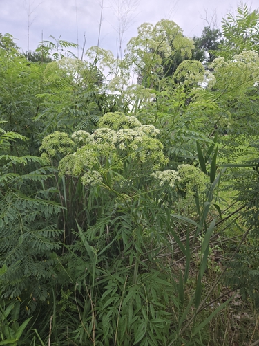 water hemlock