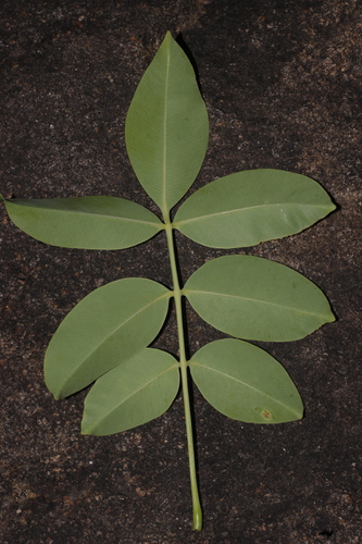 Spondias pinnata, photograph 2