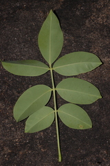 author not stated, no rights reserved Spondias pinnata, photograph author not stated, no rights reserved