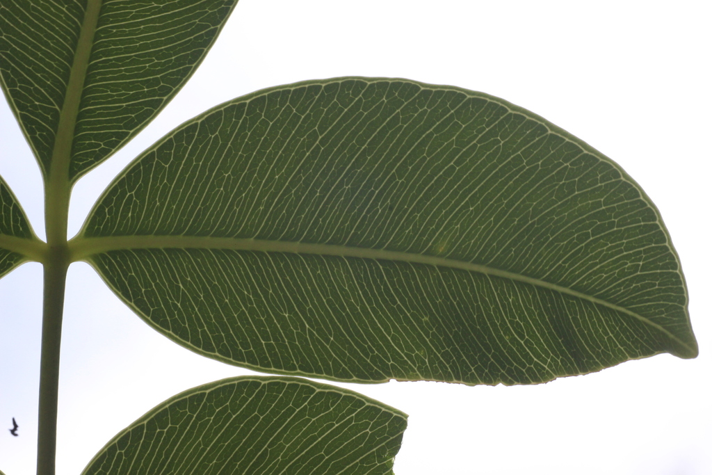 Spondias pinnata; photograph author not stated, no rights reserved